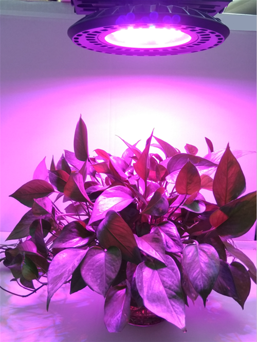 platation growth light